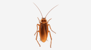pest