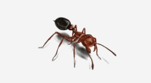 pest