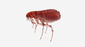 pest
