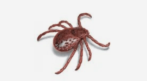 pest