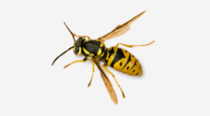 pest