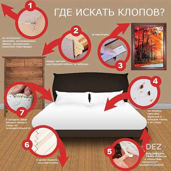 Постільні клопи
